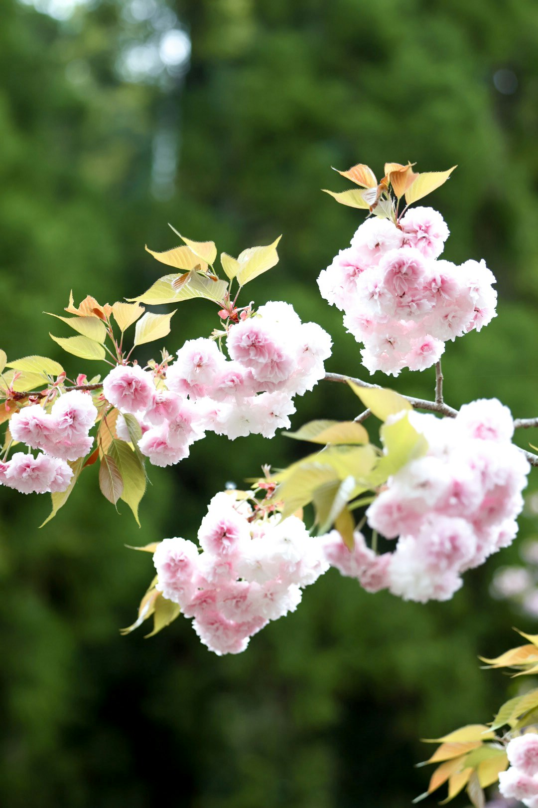 ピンクの花と新緑の背景に揺れる枝先