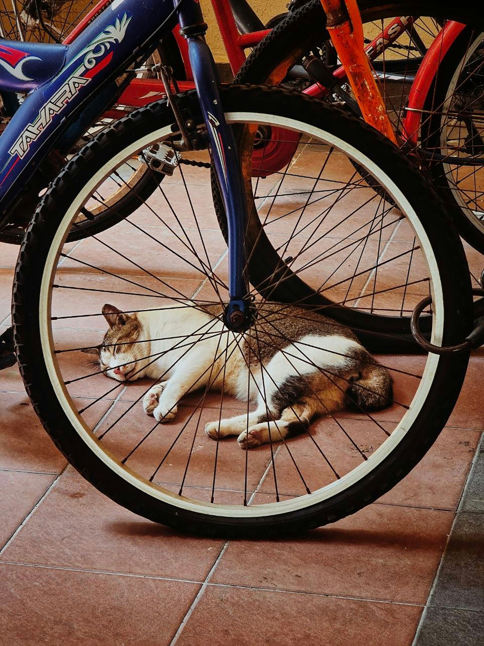 自転車の前輪の上でくつろぐ猫のいる路地のような玄関先