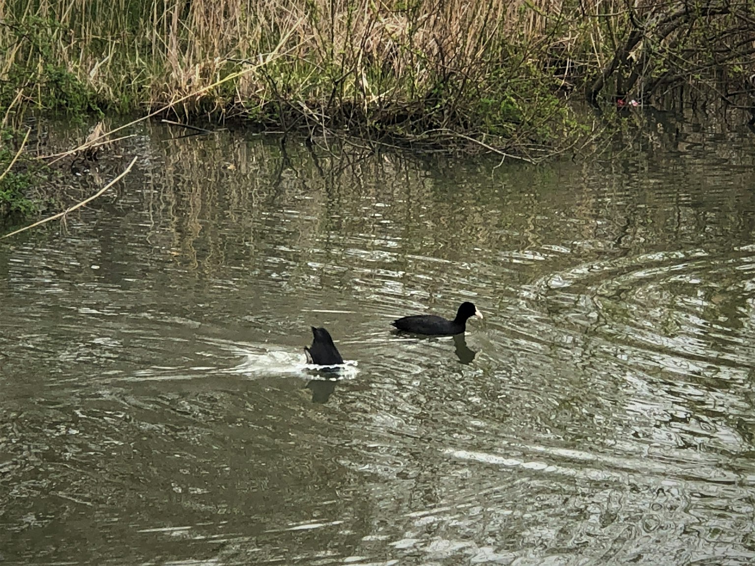 Image de deux oiseaux aquatiques nageant dans un étang