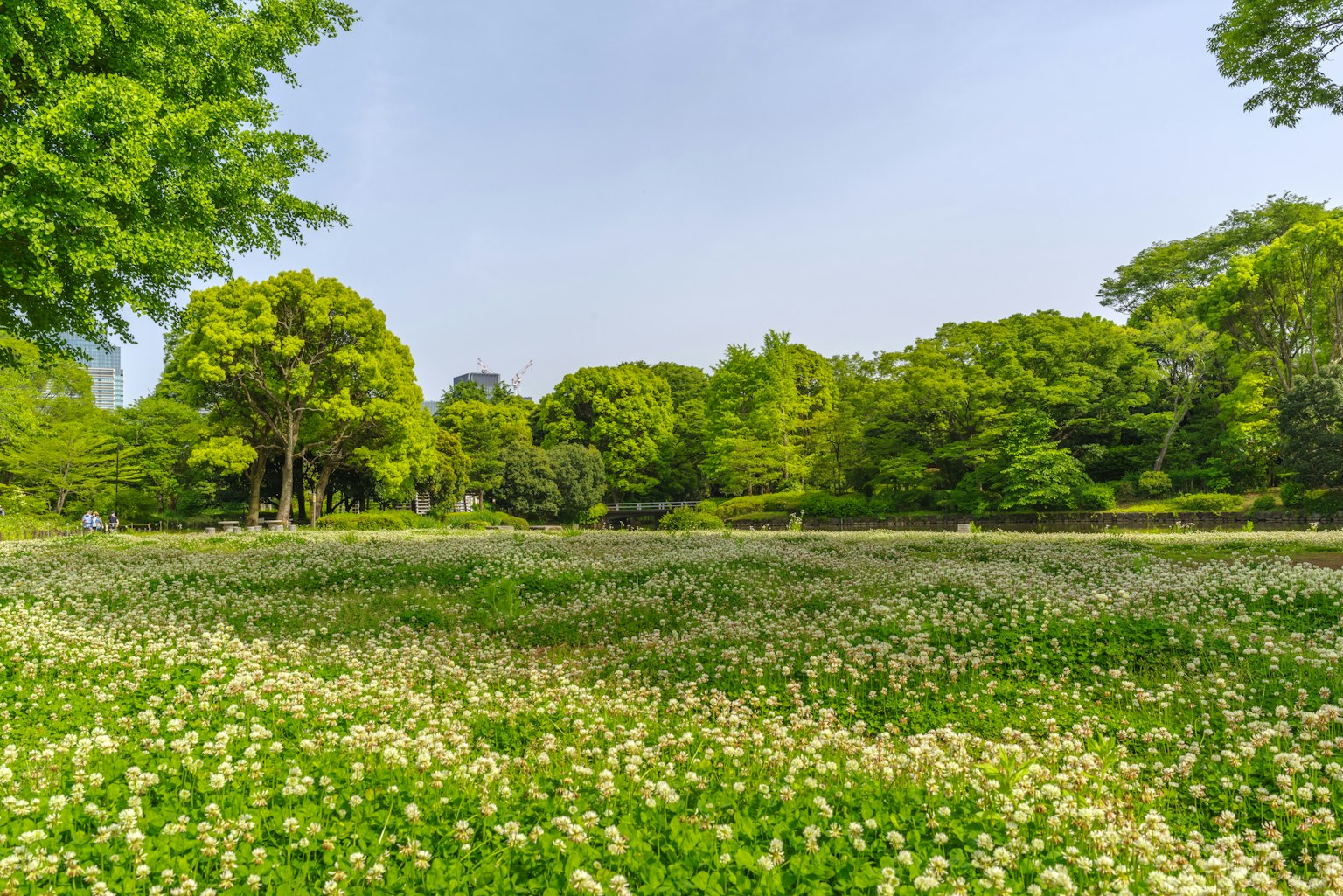 Paesaggio di un parco verdeggiante con un campo di fiori bianchi e alberi