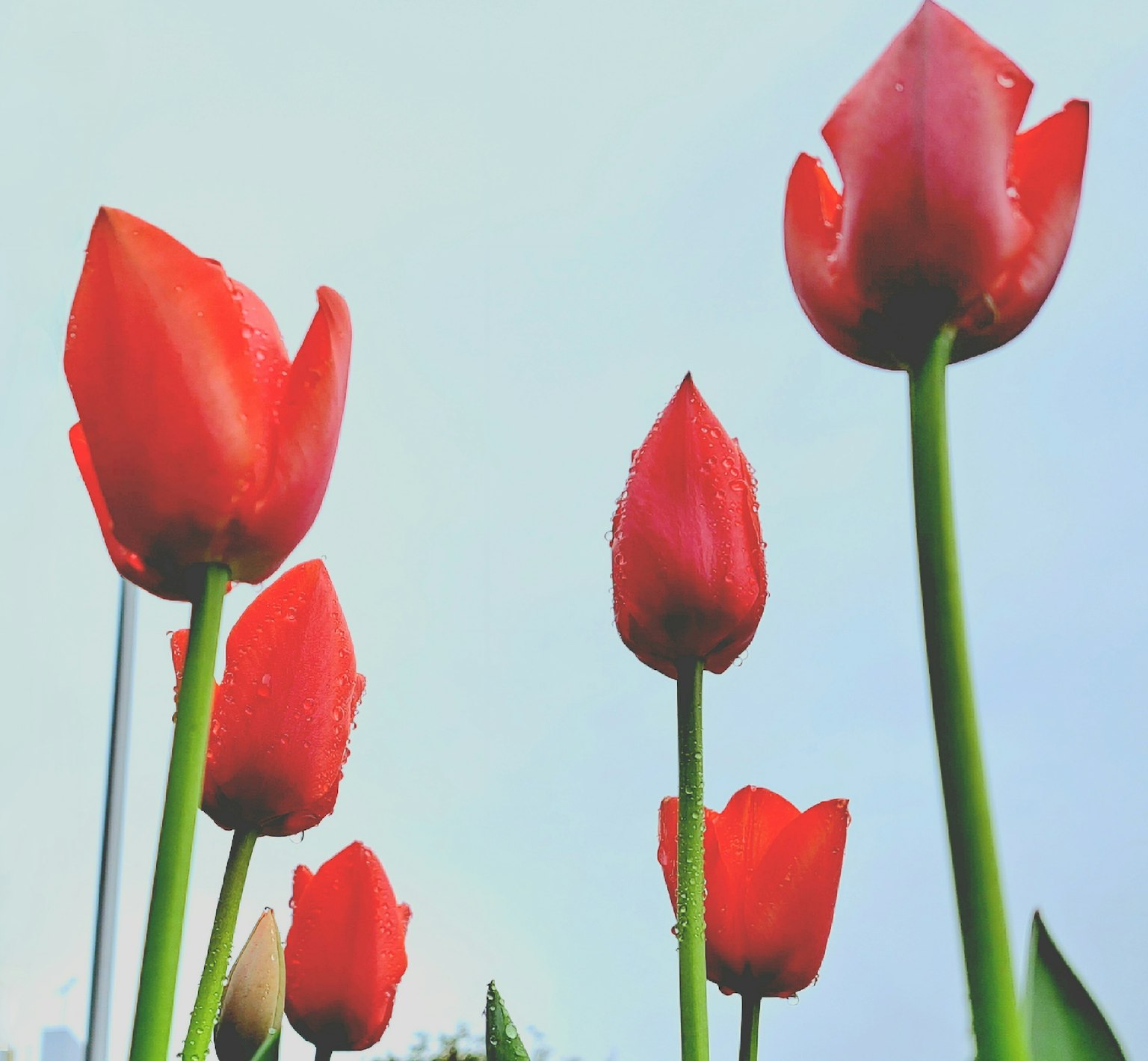 Eine schöne Szene mit roten Tulpen, die in den blauen Himmel blühen