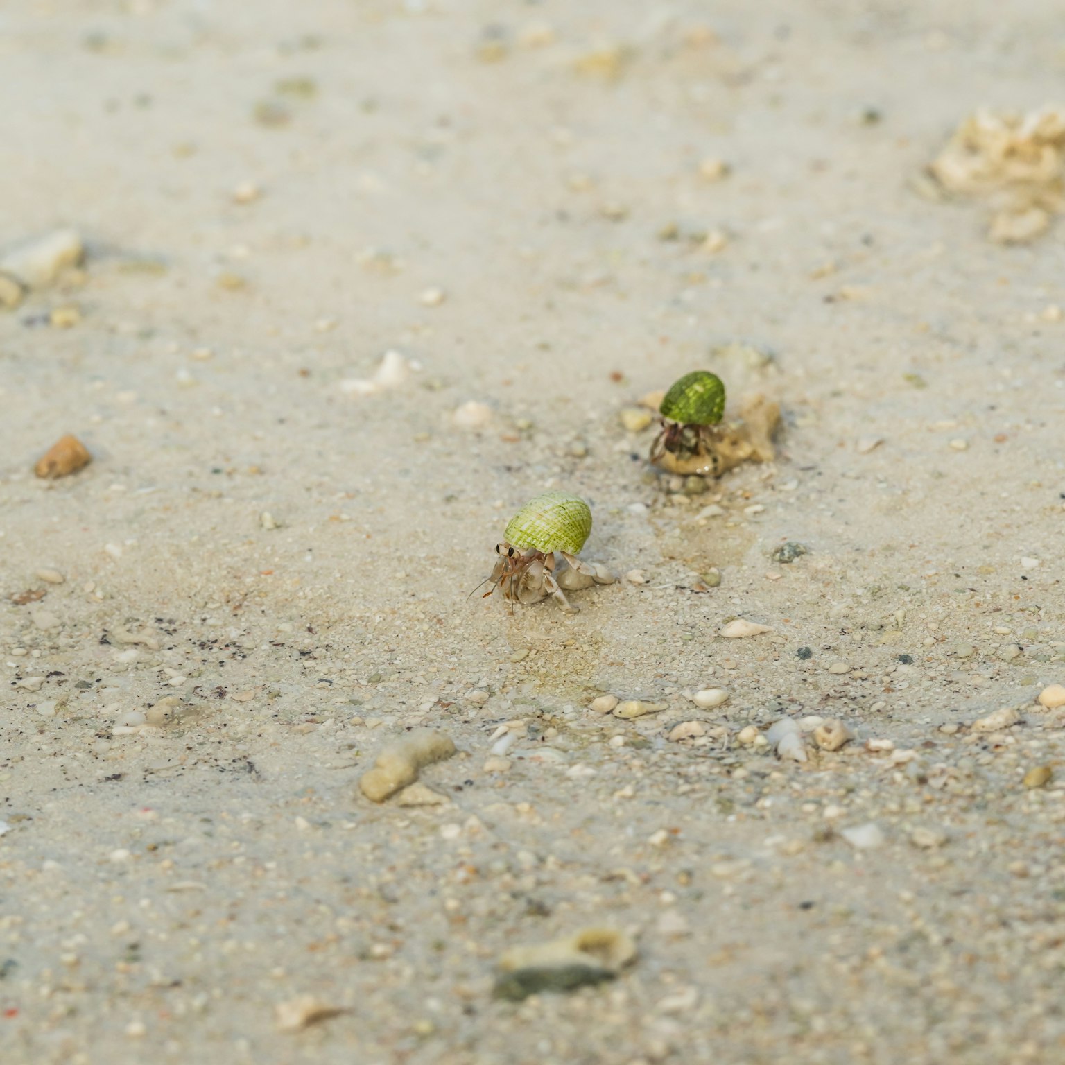 Piccole germinazioni verdi che spuntano dalla spiaggia di sabbia