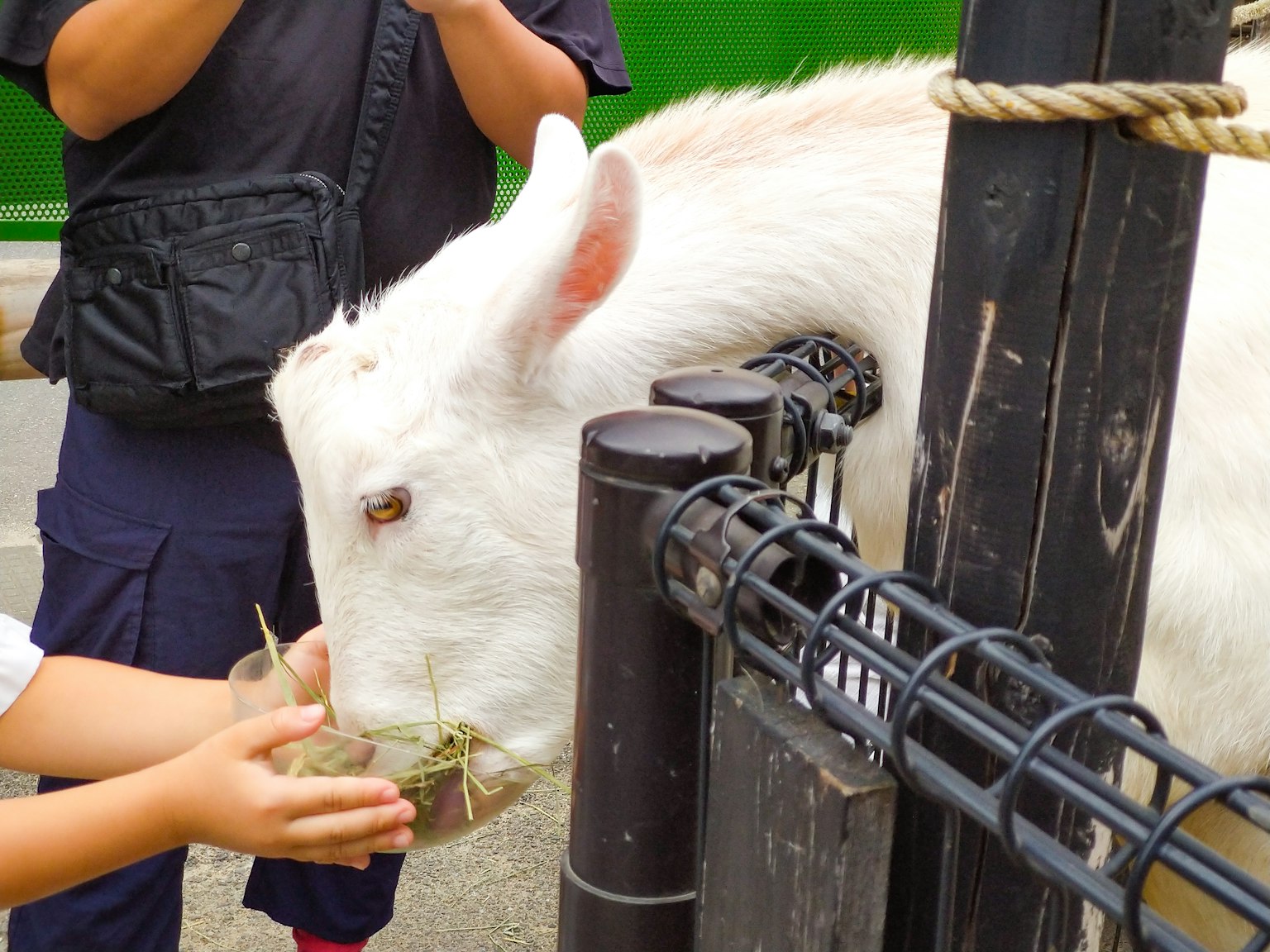 Une chèvre blanche recevant de la nourriture de la main d'un enfant