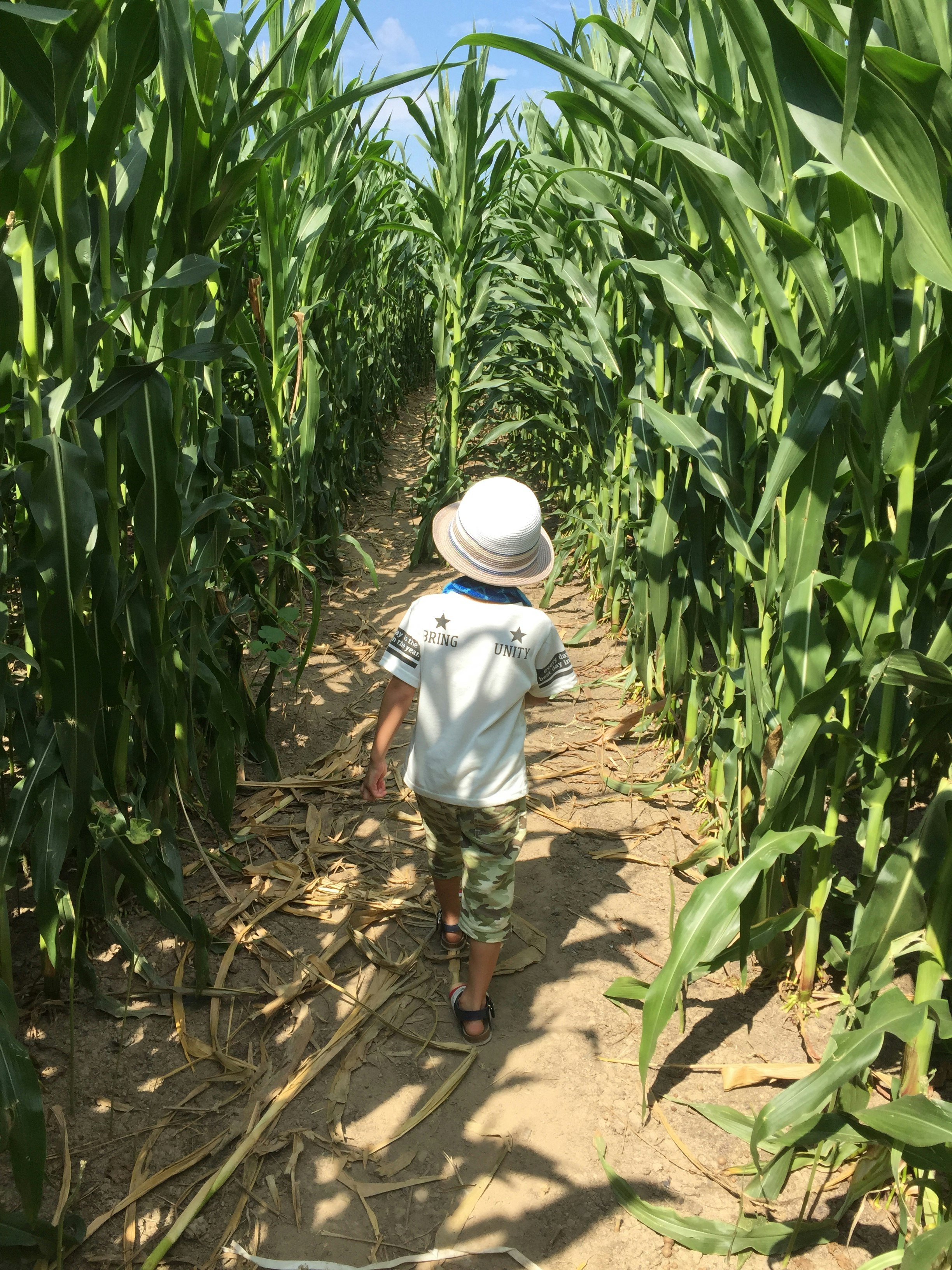 anak berjalan di jalur di ladang jagung