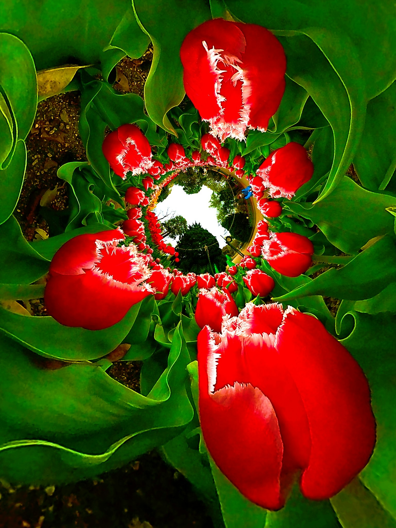 Una vibrante disposición de tulipanes rojos rodeados de hojas verdes exuberantes