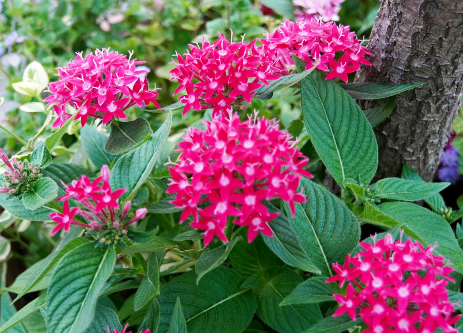 Close-up of vibrant pink flowers clustered together on a plant