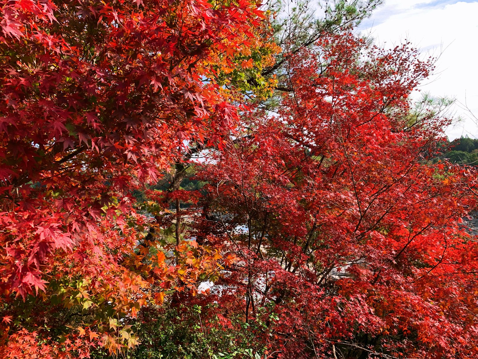 Feuilles d'automne rouges et orange vibrantes créant une vue pittoresque