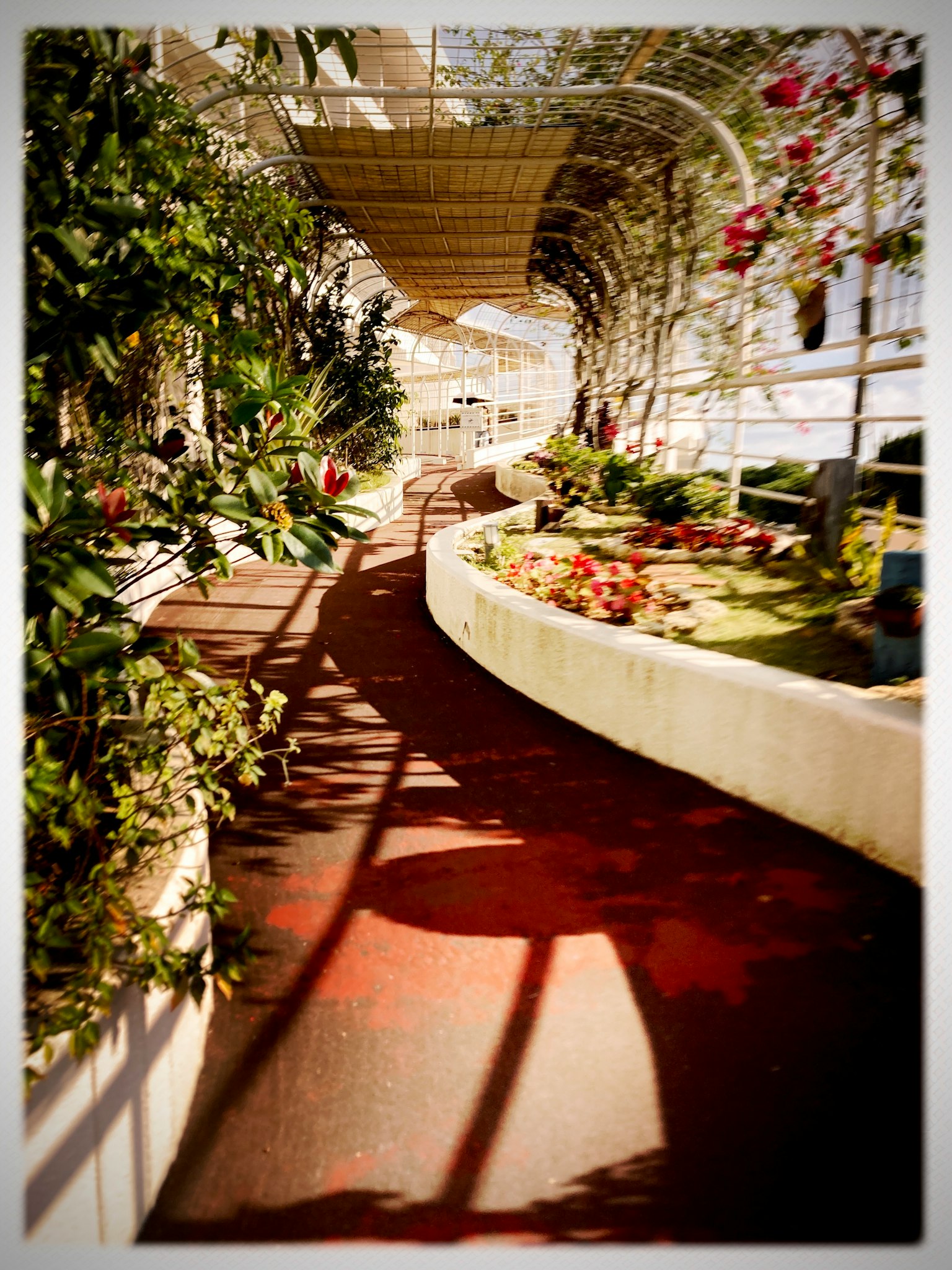 緑豊かな植物と花が並ぶ曲がりくねった小道