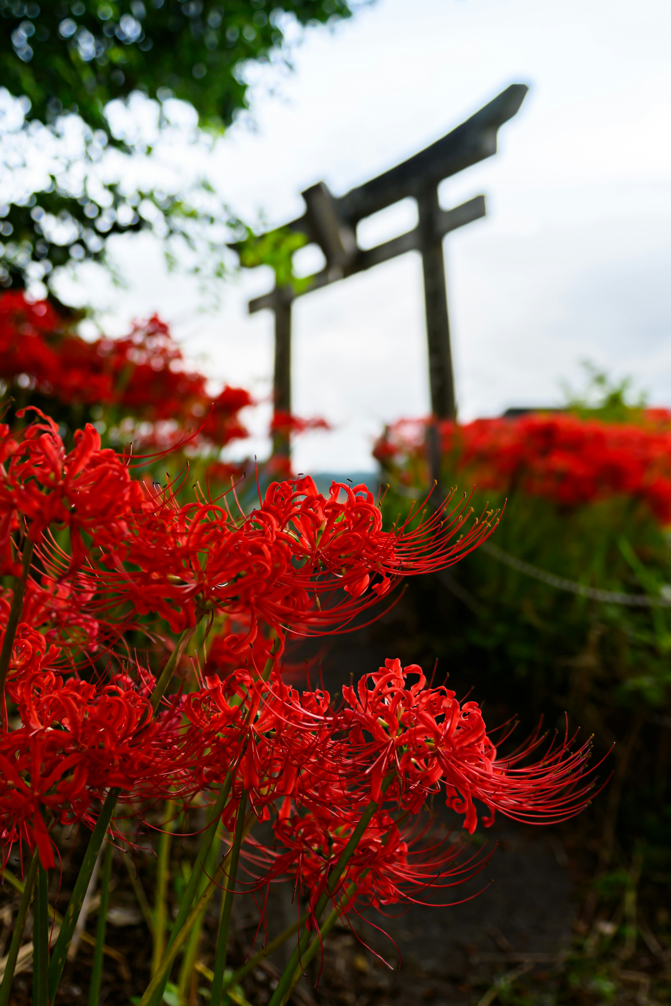 赤い彼岸花と鳥居のある秋の花畑