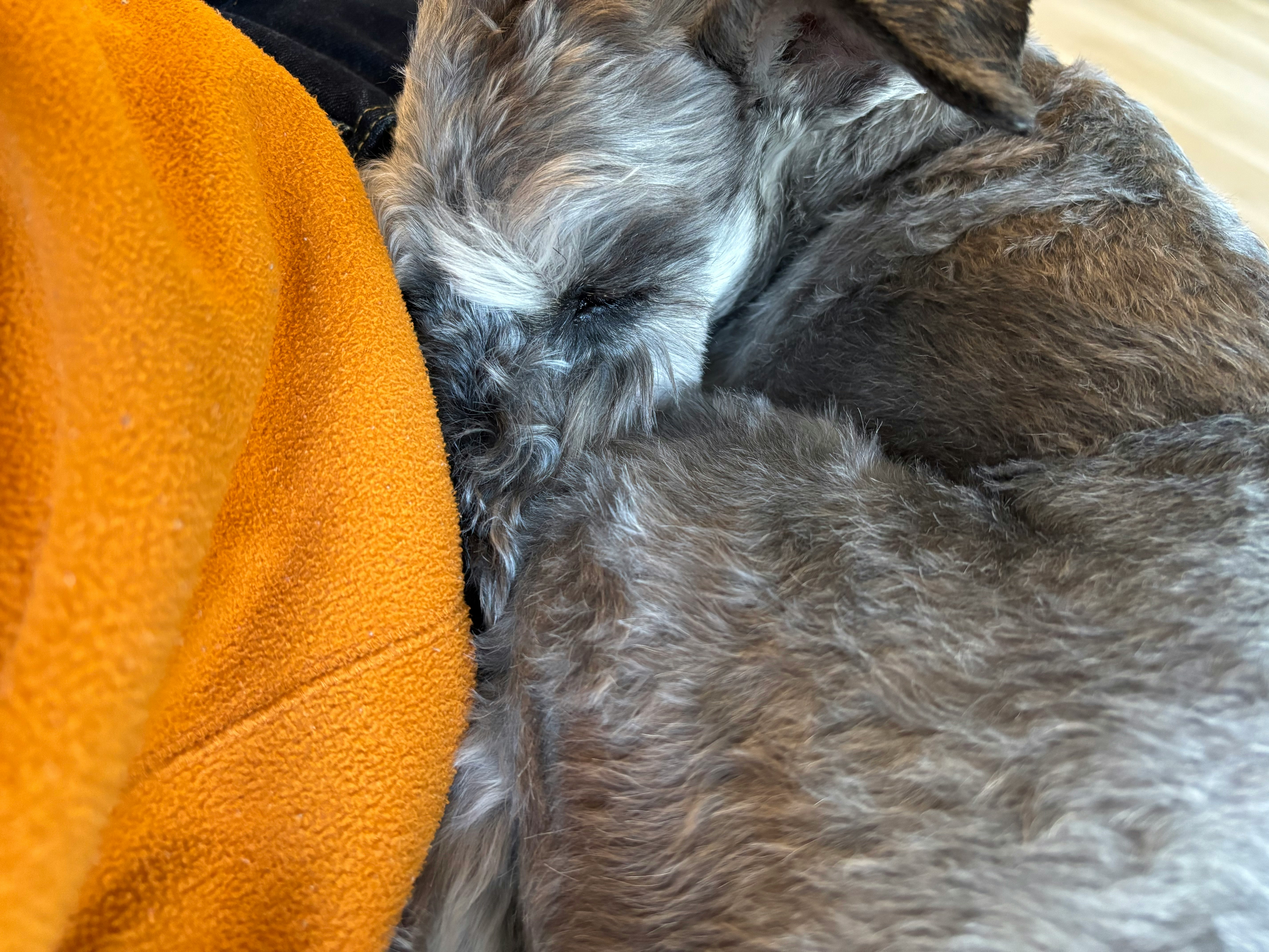飼い主に寄り添って眠るミニチュアシュナウザー