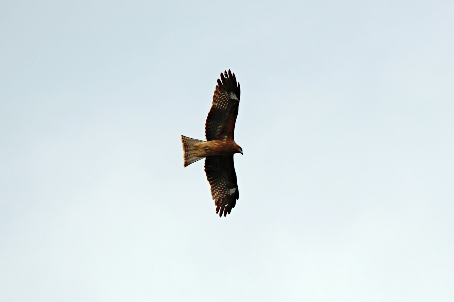 A hawk soaring in the sky with outstretched wings