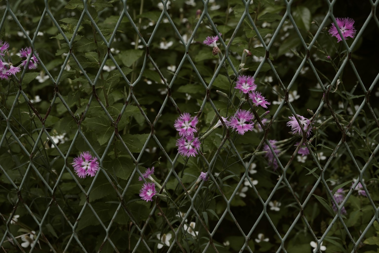 Fiori viola e foglie verdi visti attraverso una recinzione di filo metallico