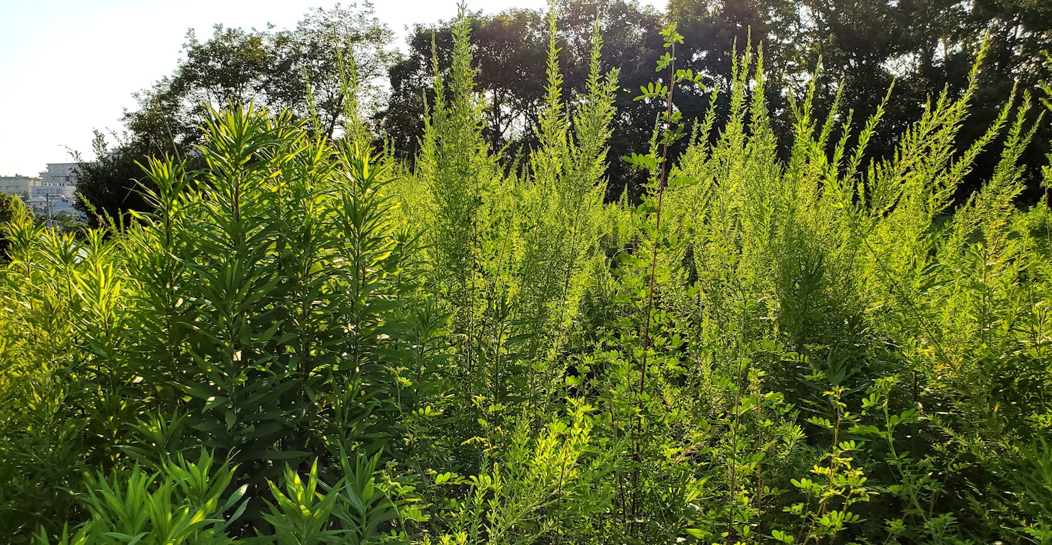 Piante verdi vivaci che prosperano in un paesaggio soleggiato