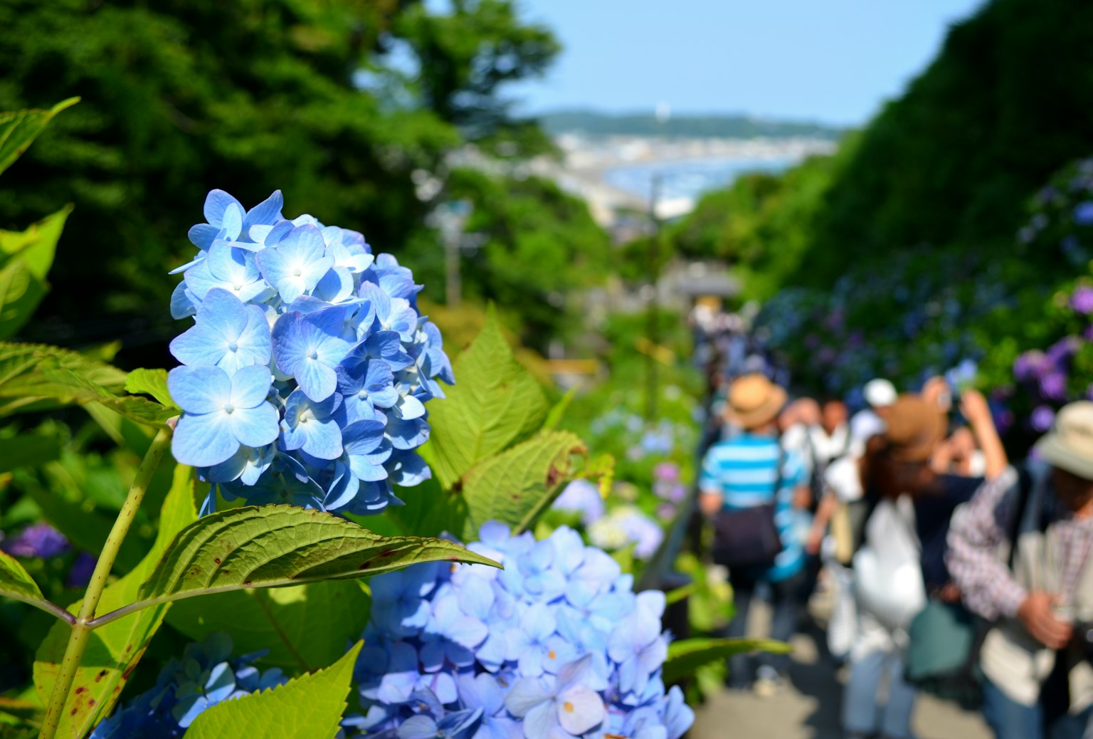 Primo piano di fiori di ortensia blu con persone che camminano su un sentiero panoramico