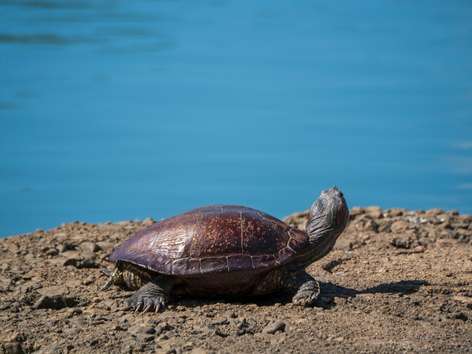 A turtle basking by the water's edge