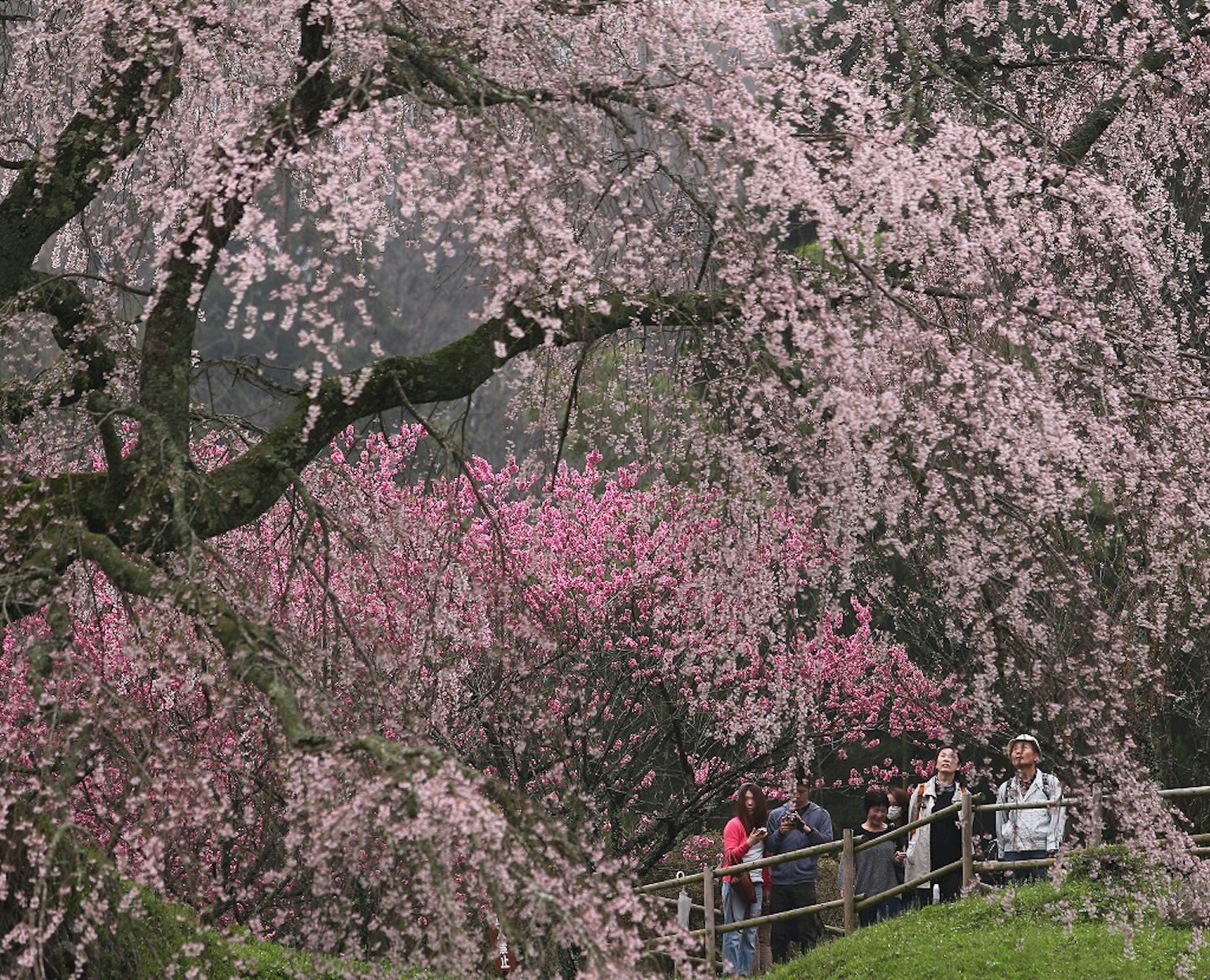 Turisti che godono dei ciliegi in fiore in un parco con fiori rosa