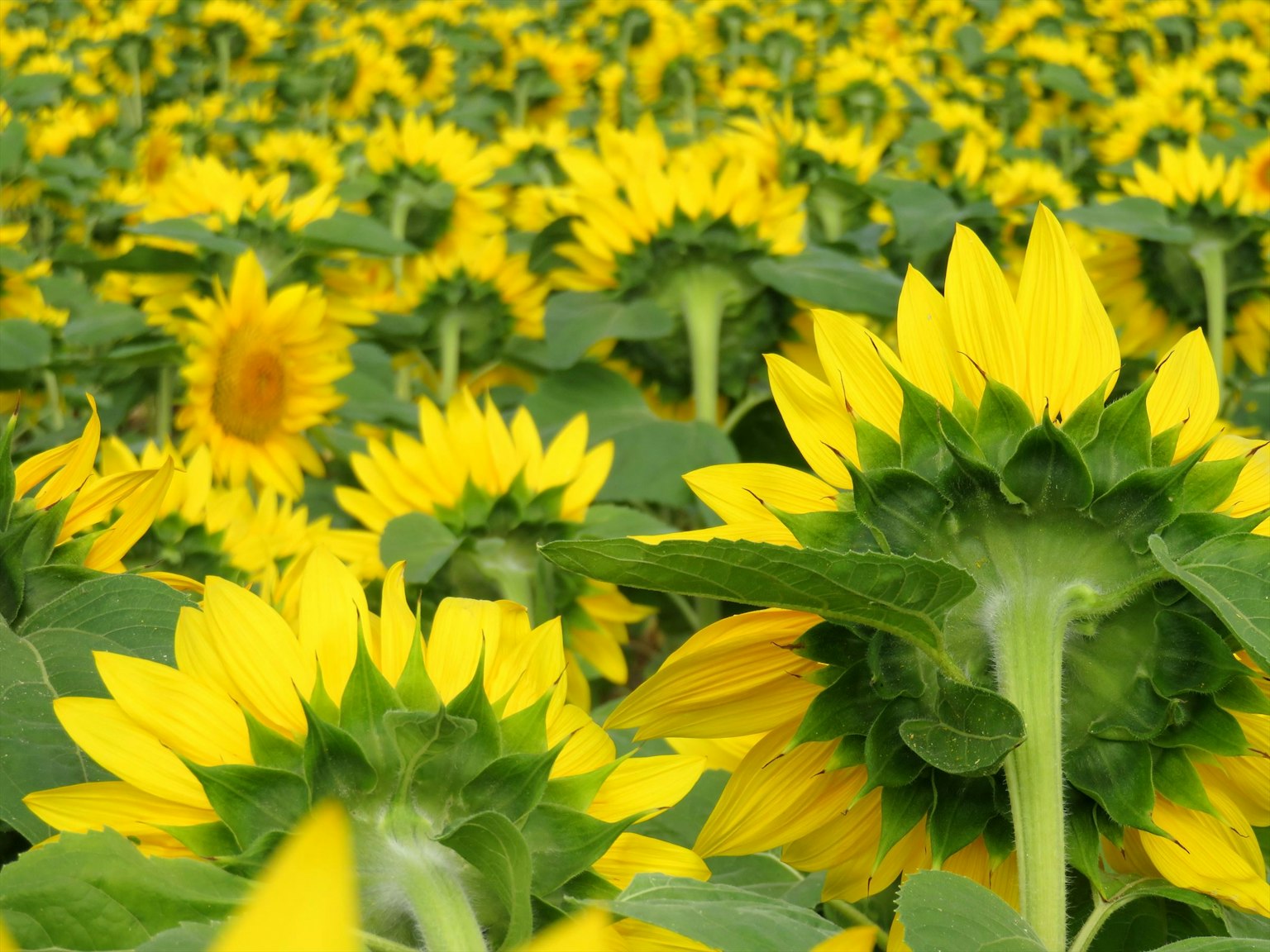 Lebendiges Sonnenblumenfeld mit leuchtend gelben Blüten