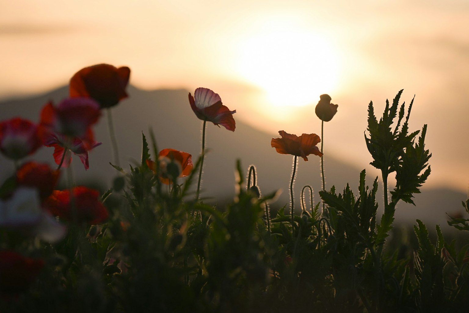 夕日を背景にした色とりどりの花々が咲いている風景