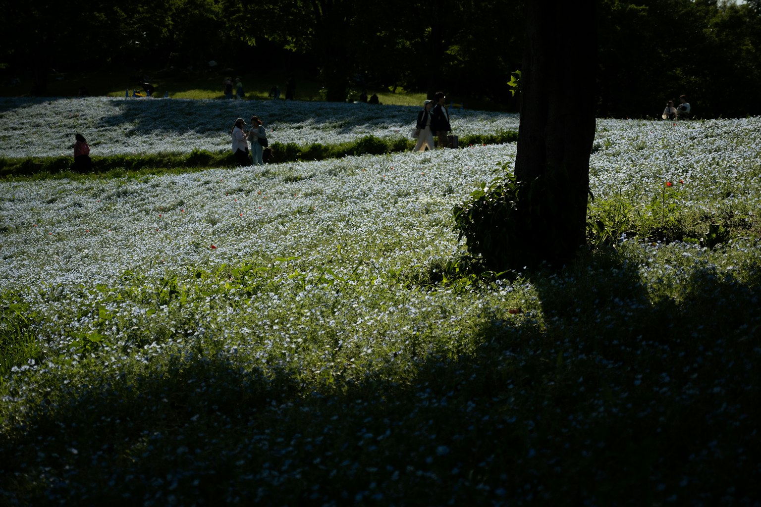 Wide meadow with blue flowers and people walking