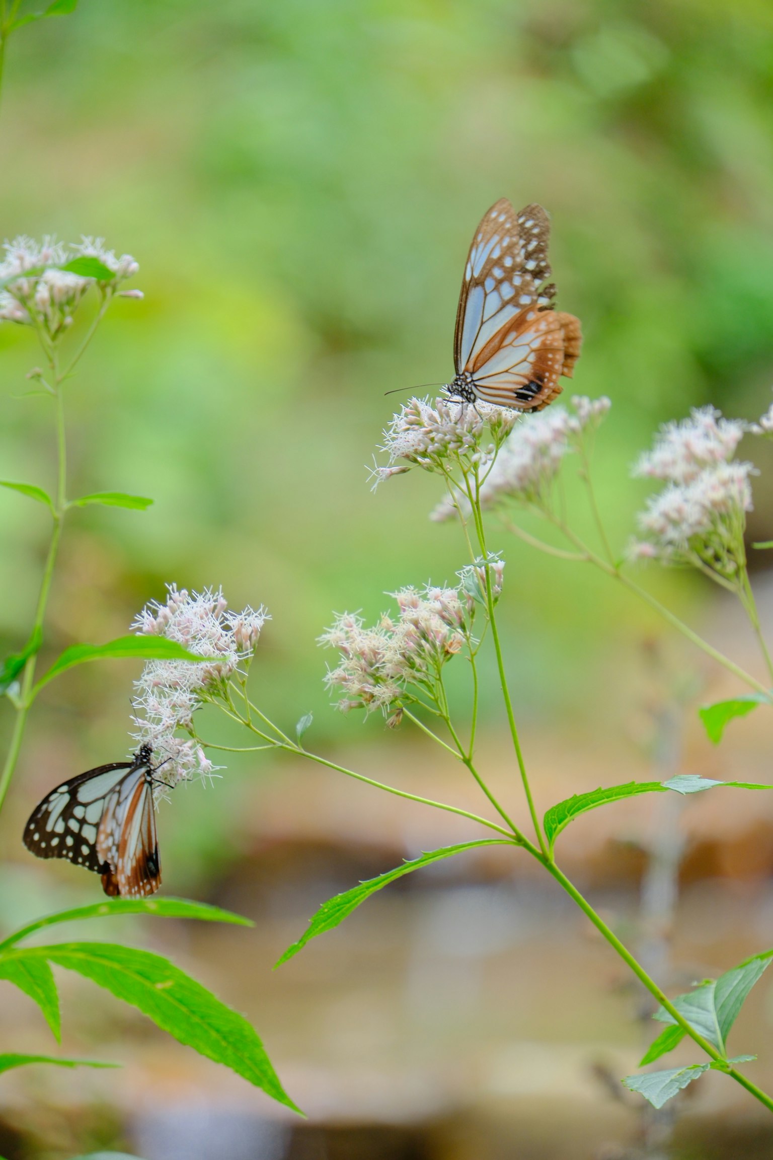 Deux papillons se reposant sur des fleurs avec un arrière-plan vert paysage naturel