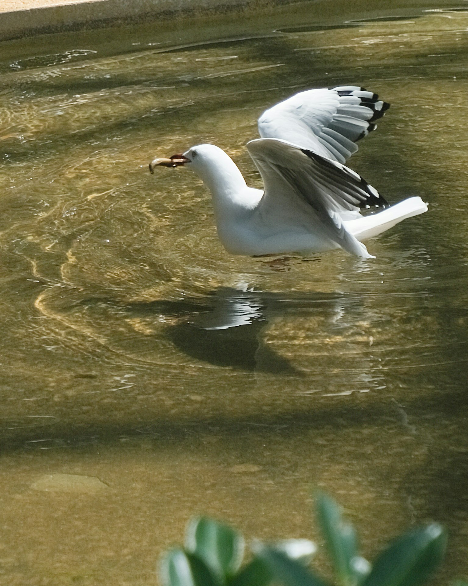 Un gabbiano bianco che schizza nell'acqua
