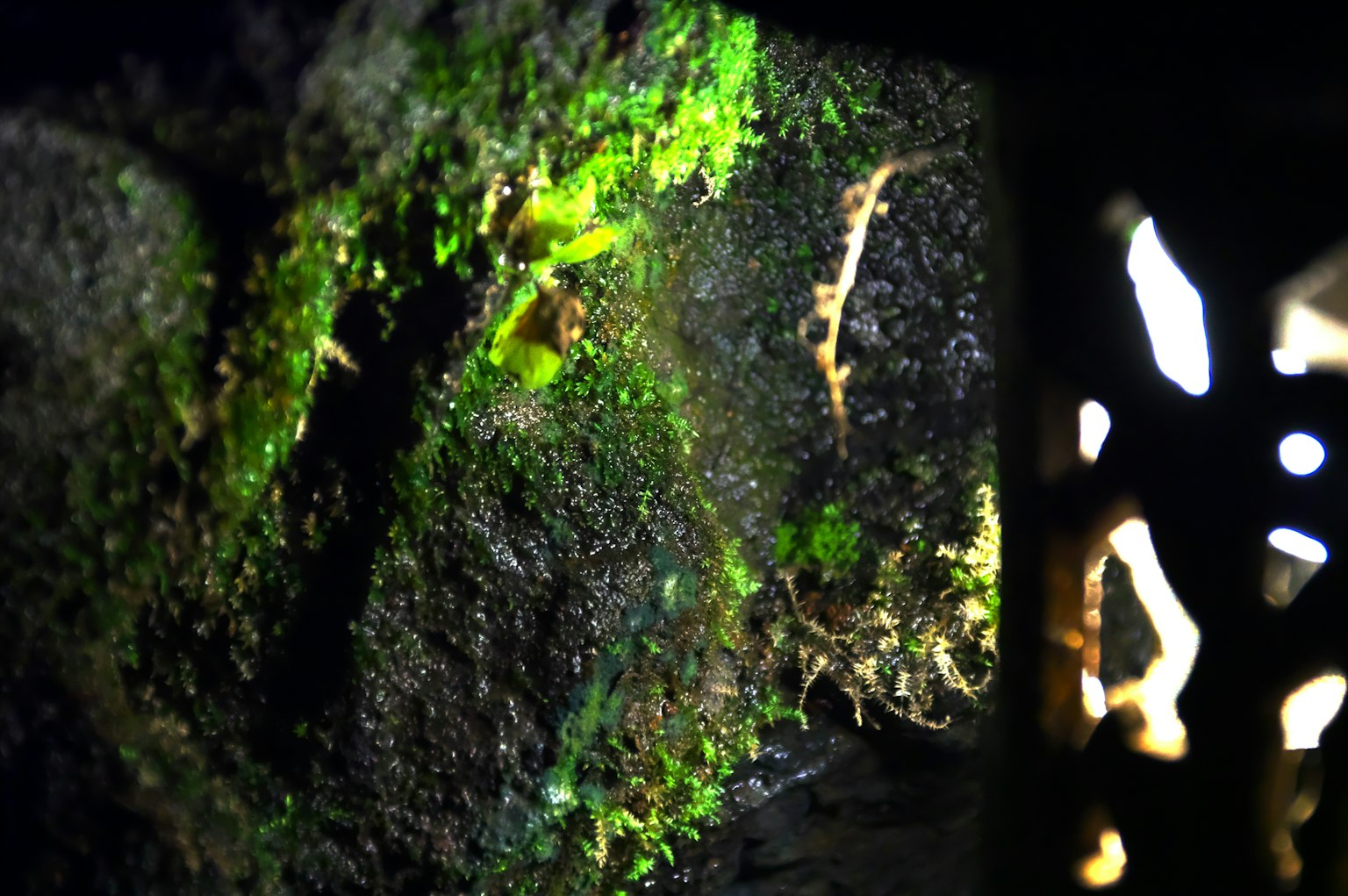 Primo piano di una roccia coperta di muschio con tonalità verdi e luce che illumina la sua texture