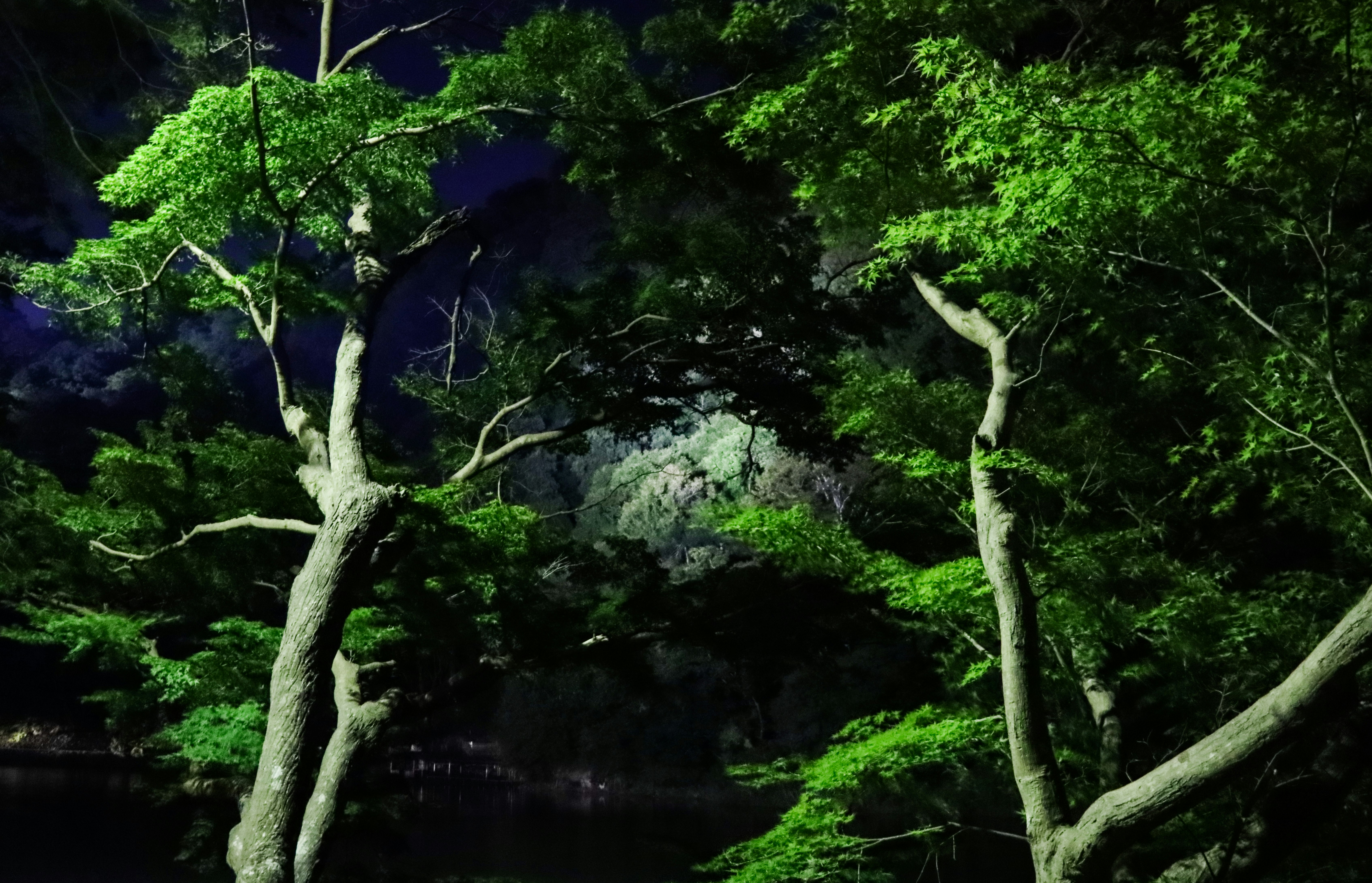 夜晚森林景观，绿色树木倒映在水面
