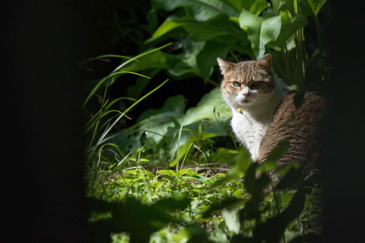 Eine Katze, die teilweise im lebhaften grünen Laub versteckt ist
