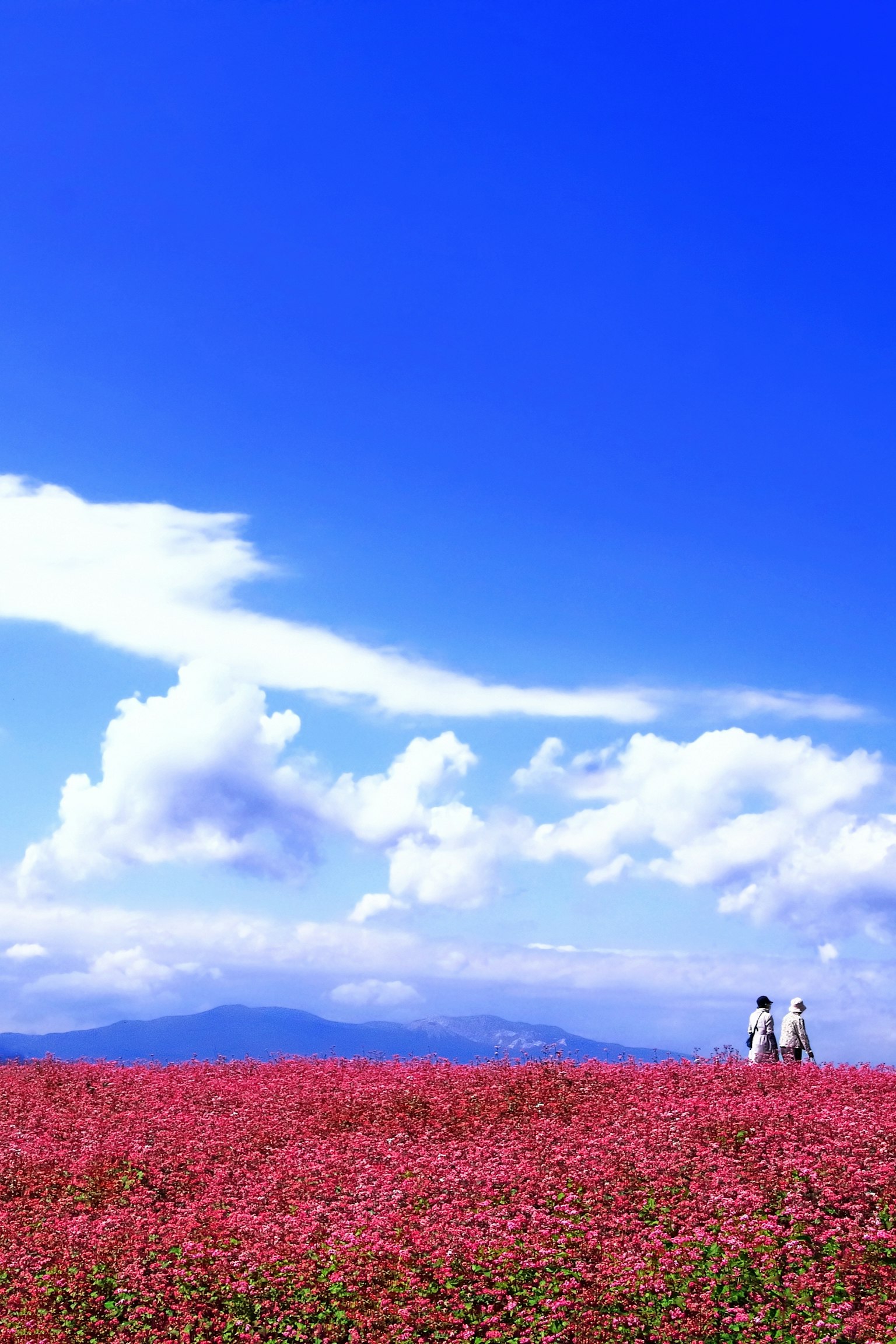 A vast field of pink flowers under a blue sky with two people in the distance