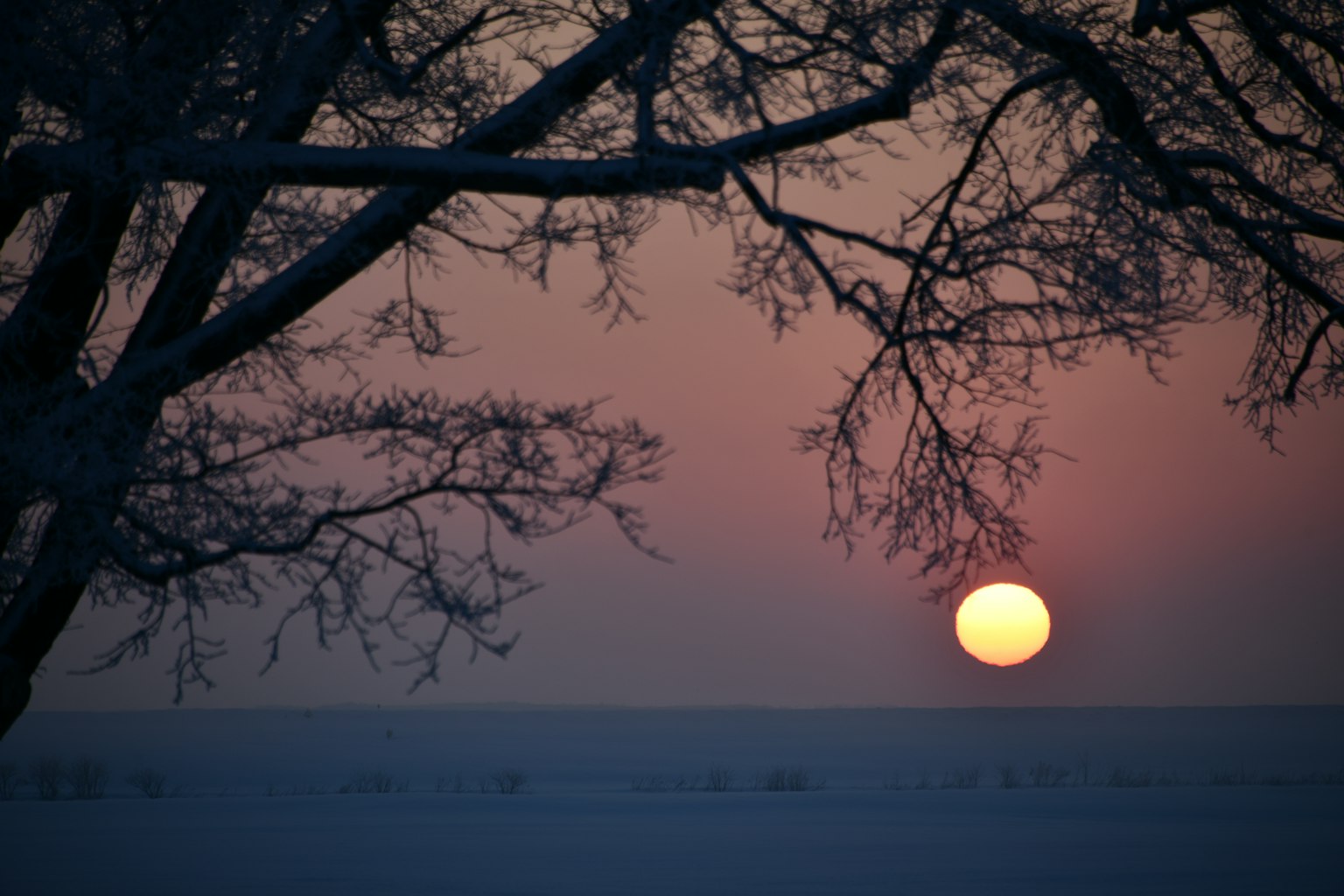 Silhouette d'arbres au coucher de soleil sur un paysage enneigé