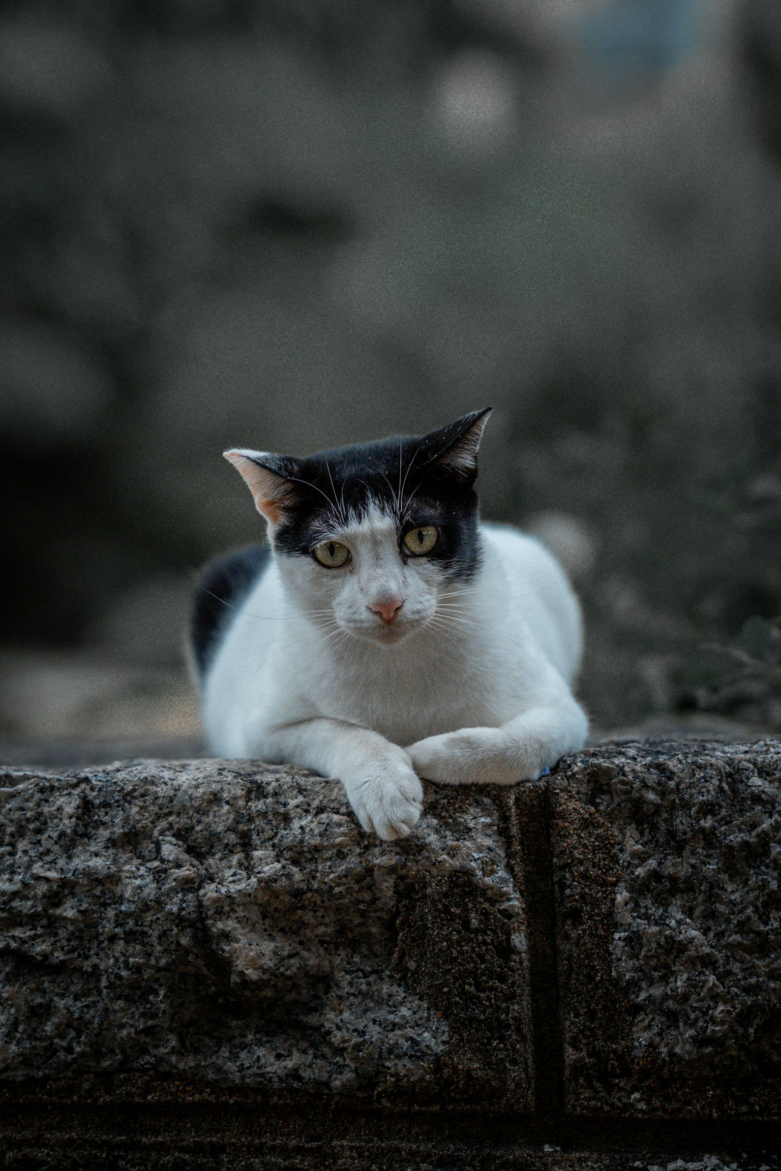 돌벽 위에 누워 있는 검은색과 흰색 고양이