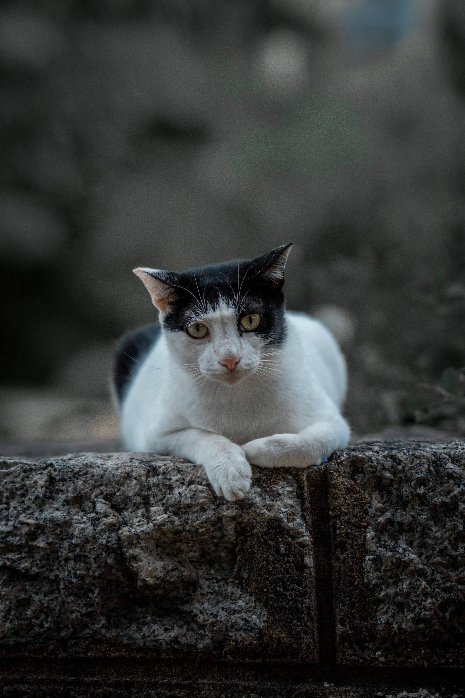 photo-qP7OA9AsJIst197jfDw4-image