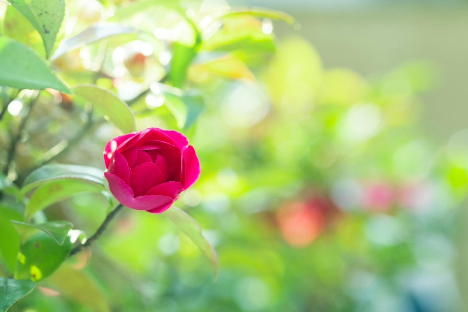 Un bocciolo di rosa rossa vibrante circondato da foglie verdi