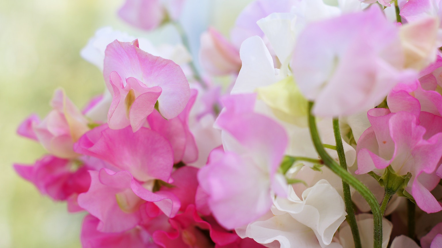 Nahaufnahme von bunten Duftwickenblumen in rosa und weißen Farbtönen