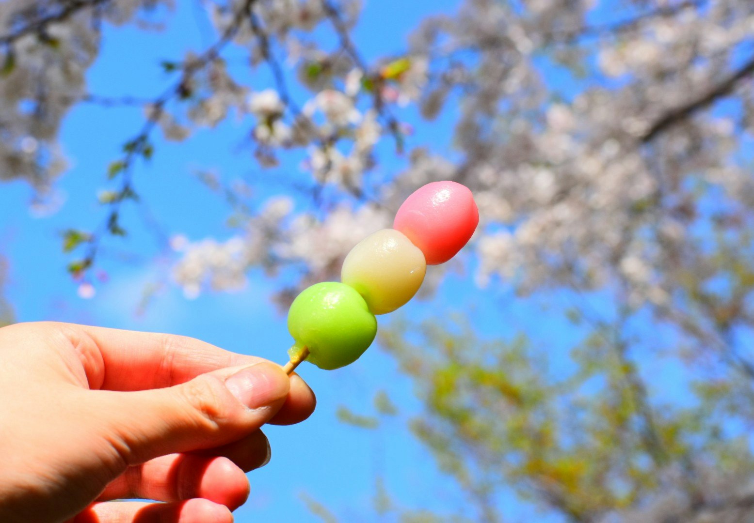 桜の木の下で手に持つカラフルな団子