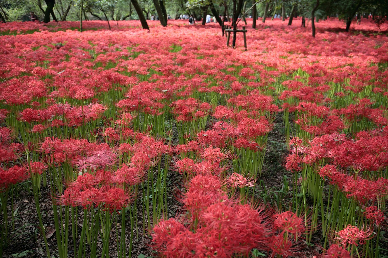 Ein weites Feld mit leuchtend roten Spinnenlilien in voller Blüte