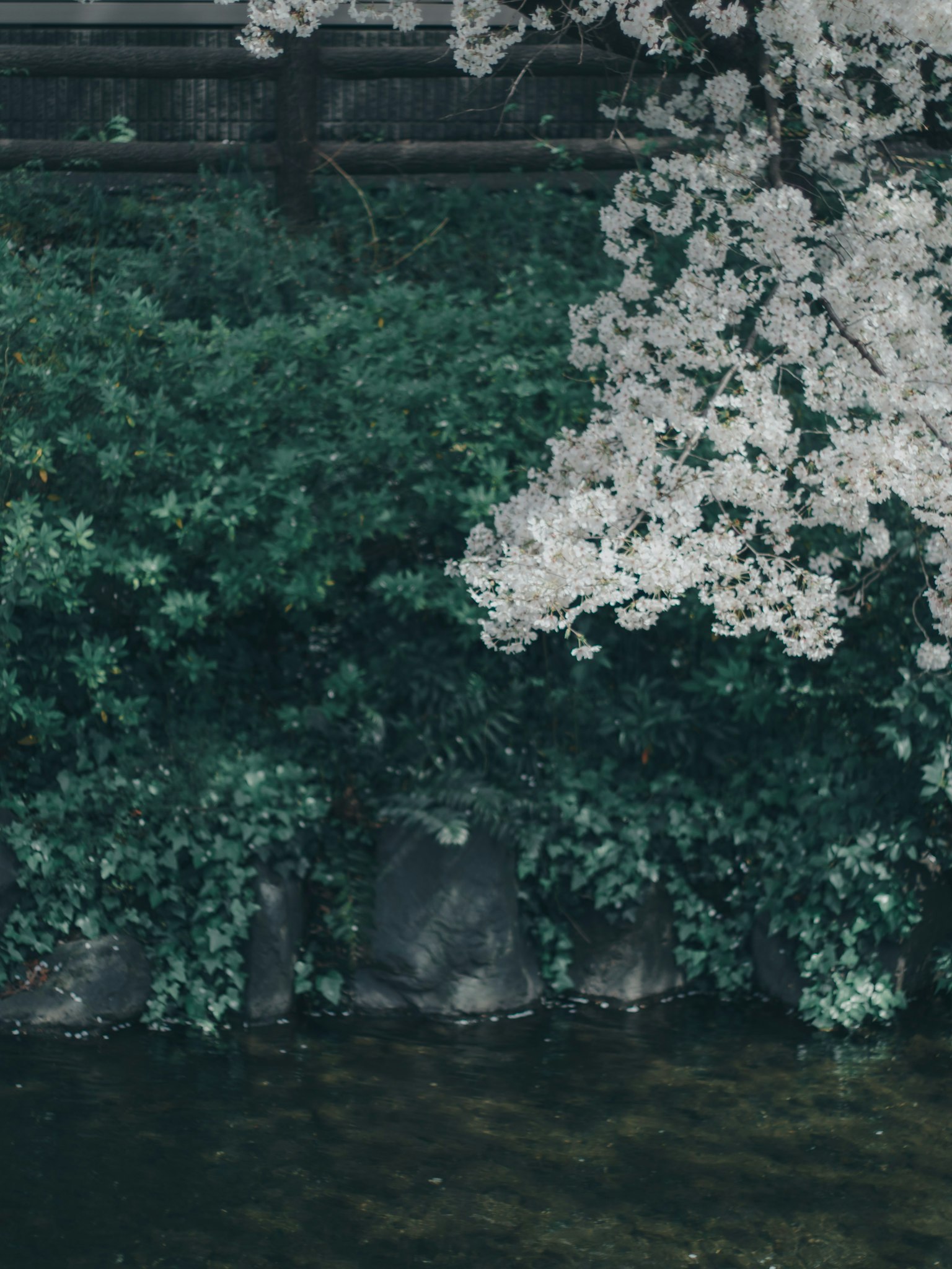 Una vista serena de follaje verde y ramas florecidas blancas reflejadas en el agua
