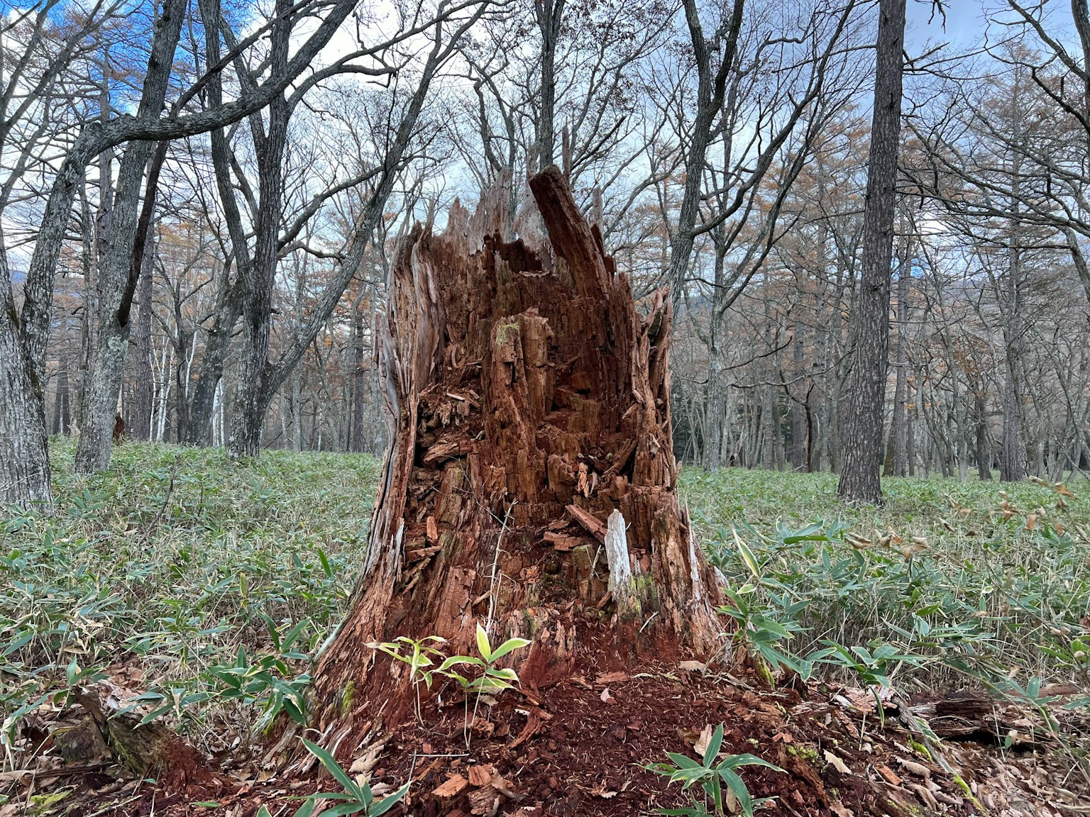 Souche d'arbre dans une forêt avec de nouvelles pousses