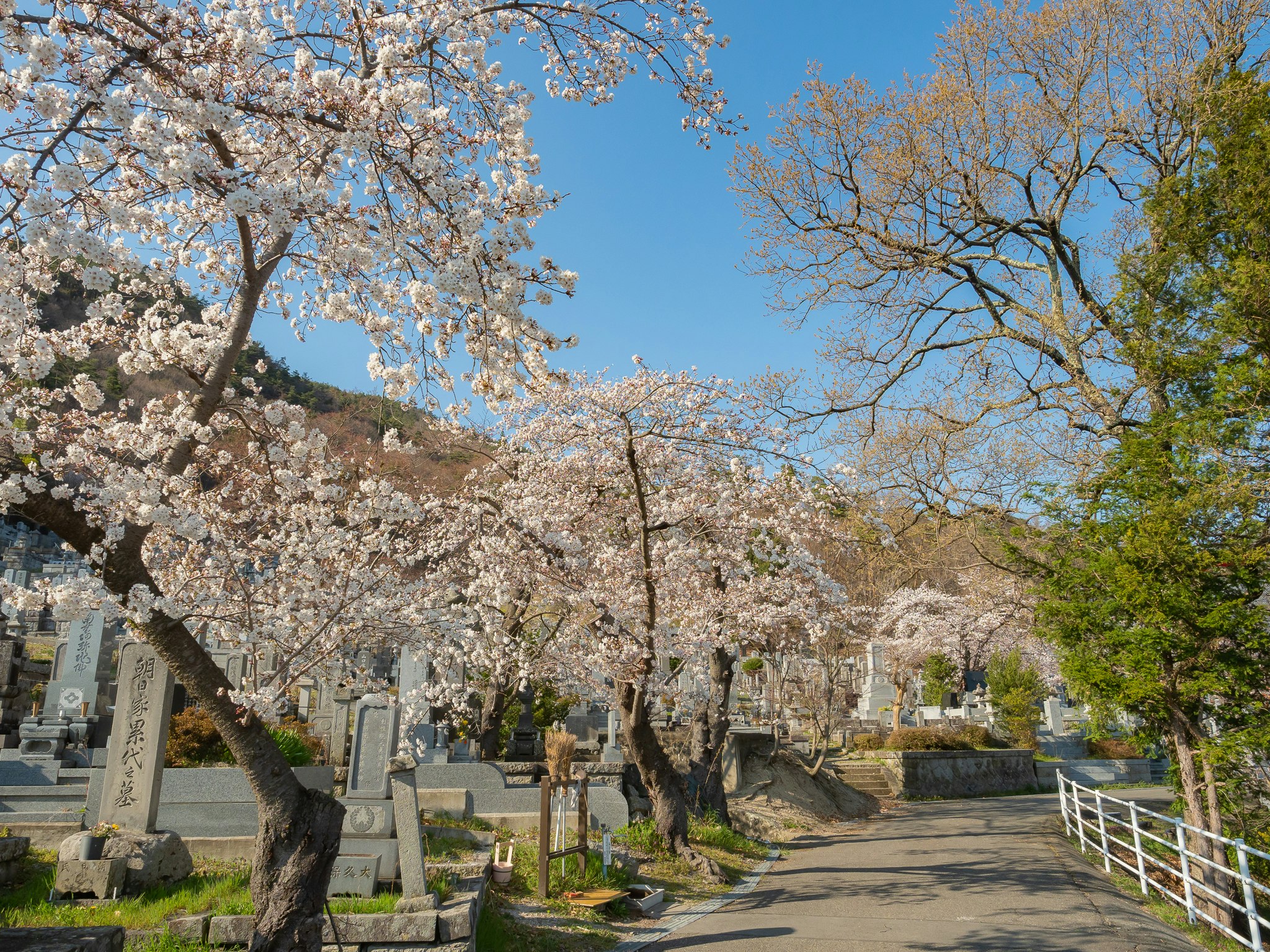 桜の並木が続く墓地の参道