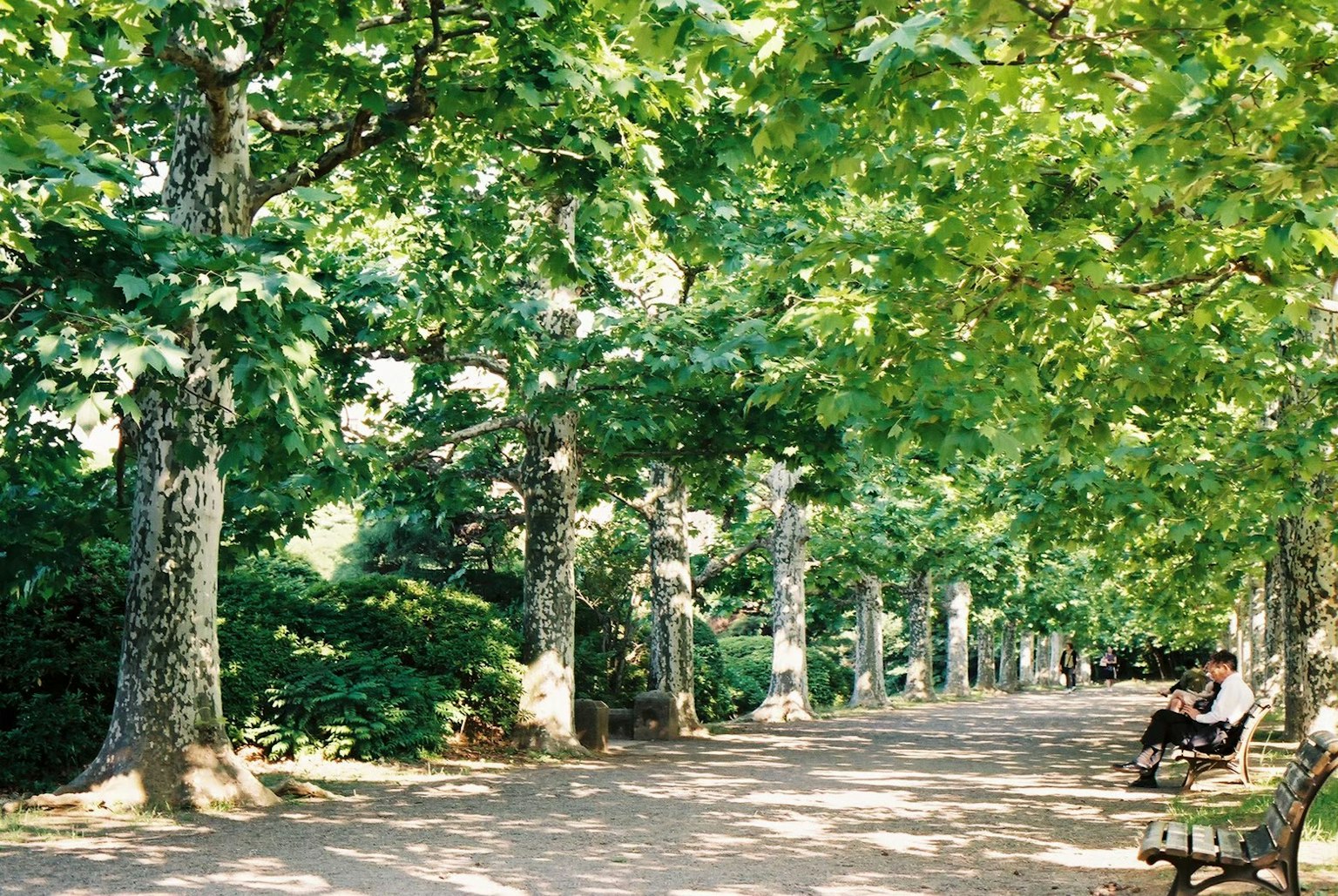 Chemin du parc bordé d'arbres verts et de bancs
