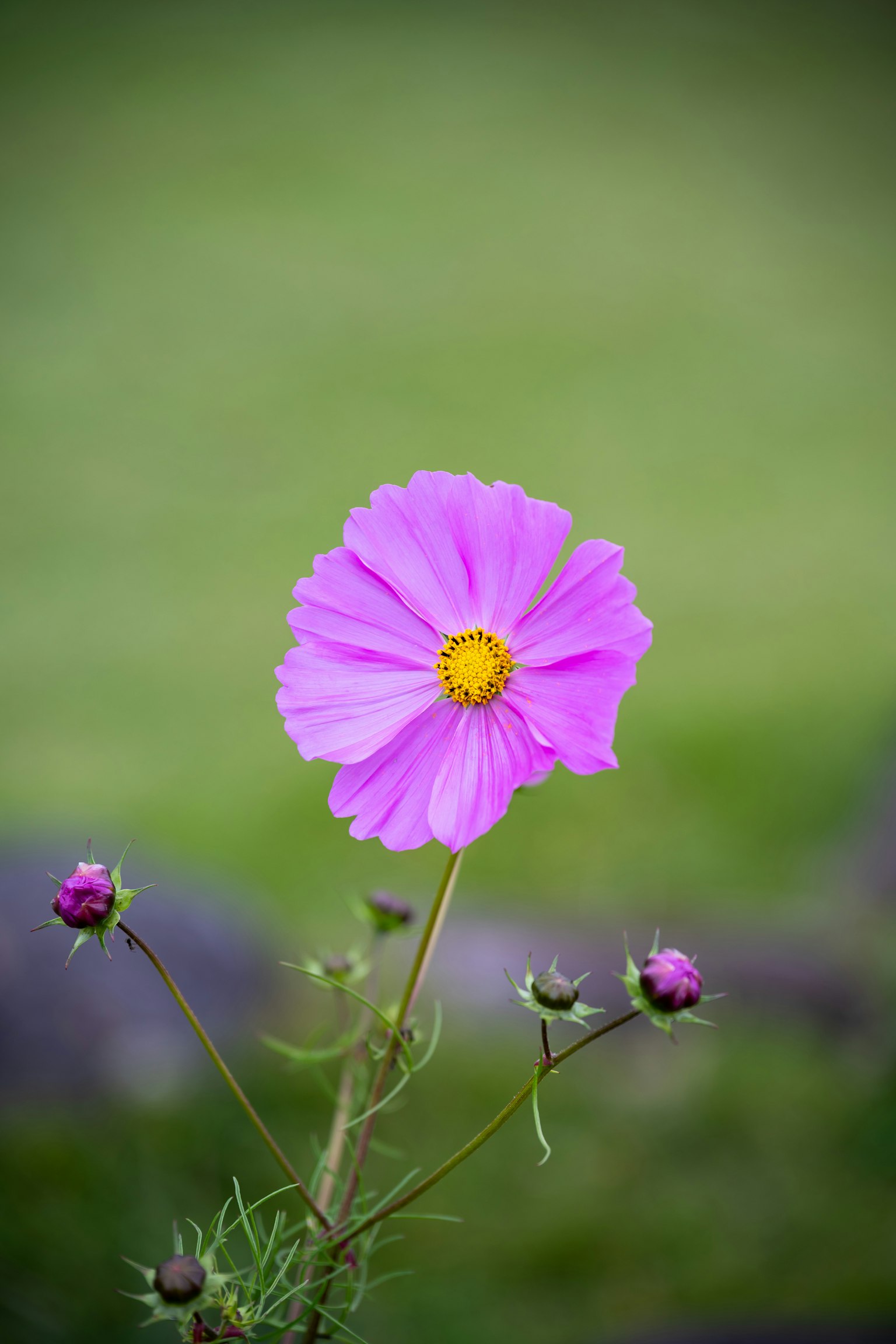 鮮やかなピンクの花とつぼみが緑の背景に映える