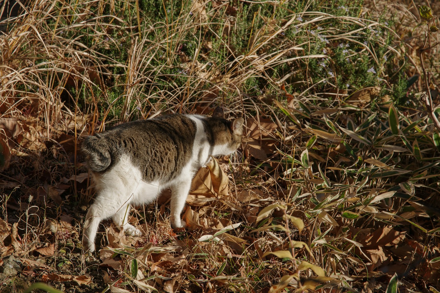 Un gato caminando por un montón de hierba