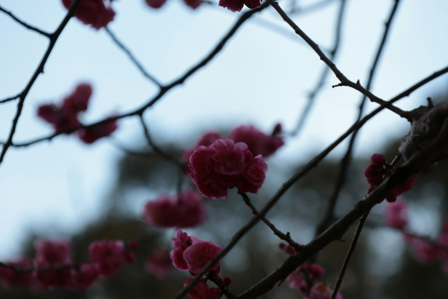 Rosa Blumen blühen an Zweigen vor einem dummen blauen Himmel