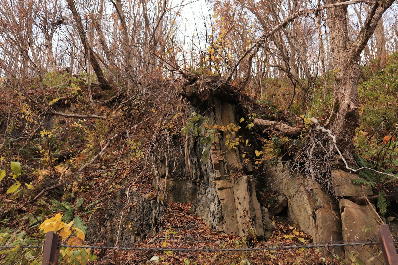 Un paysage de falaise avec des racines d'arbres exposées entourées de feuilles d'automne