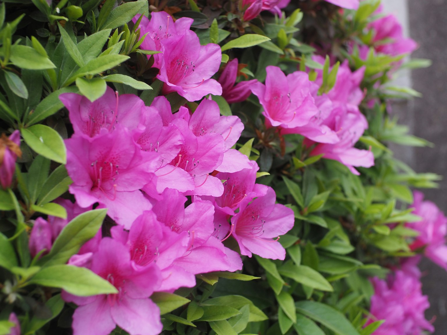 ดอกอาซาเลียสีชมพูสดใสเบ่งบานอยู่ท่ามกลางใบไม้สีเขียวชอุ่ม