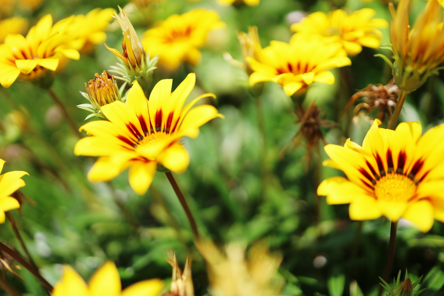 Una scena vibrante di fiori gialli con segni rossi scuri circondati da fogliame verde
