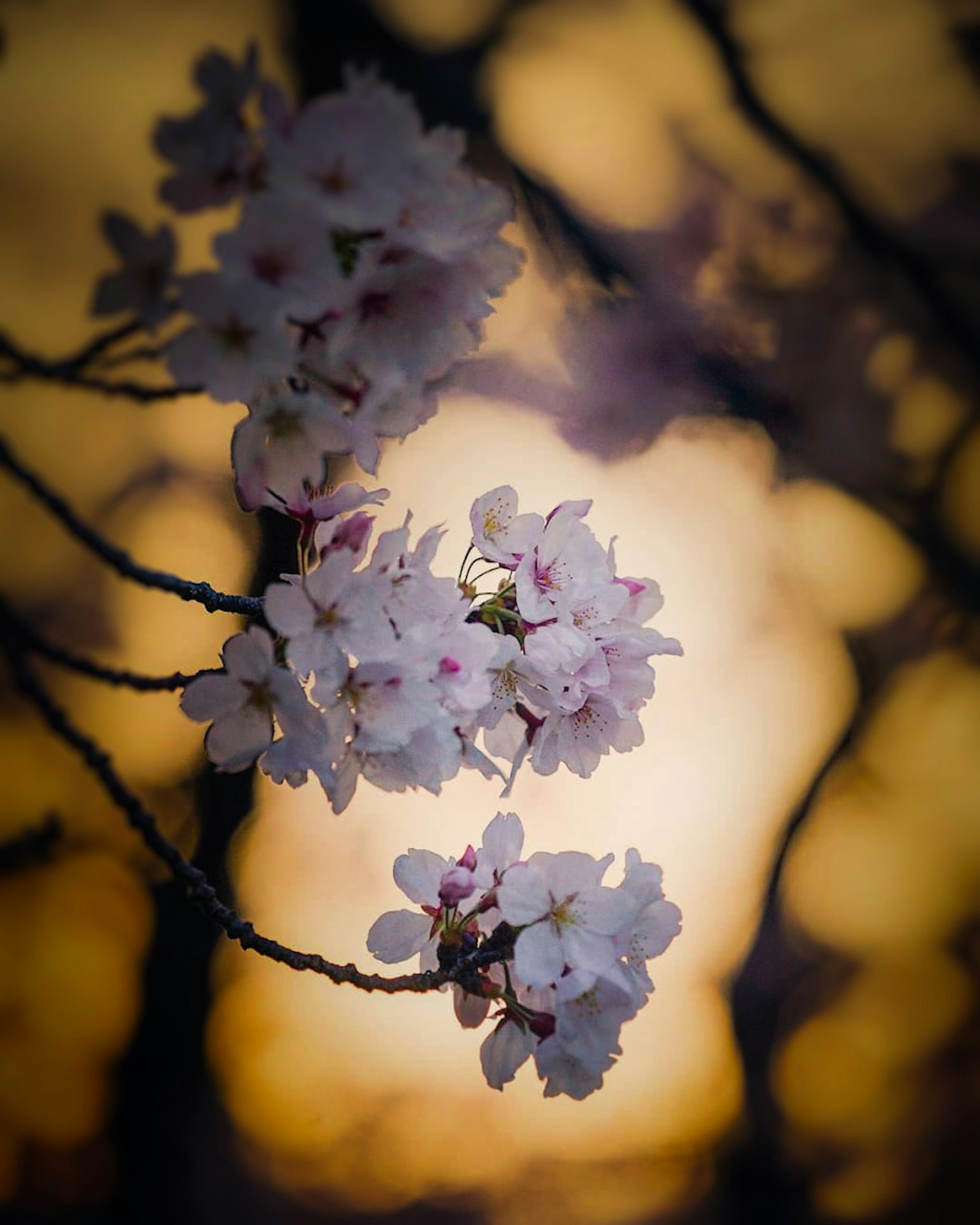Fiori di ciliegio in fiore contro uno sfondo di tramonto