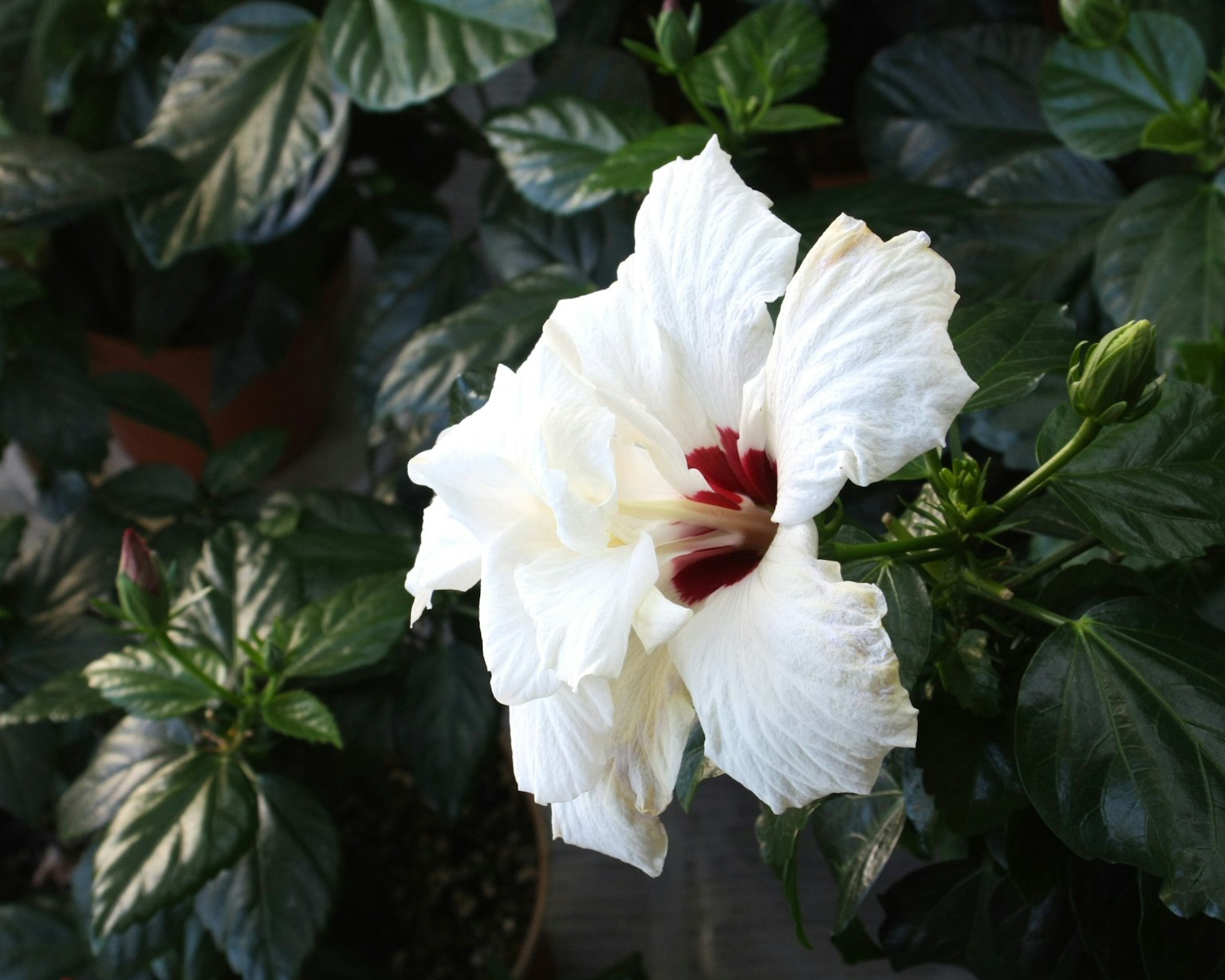 Fiore di ibisco bianco con foglie verdi scure