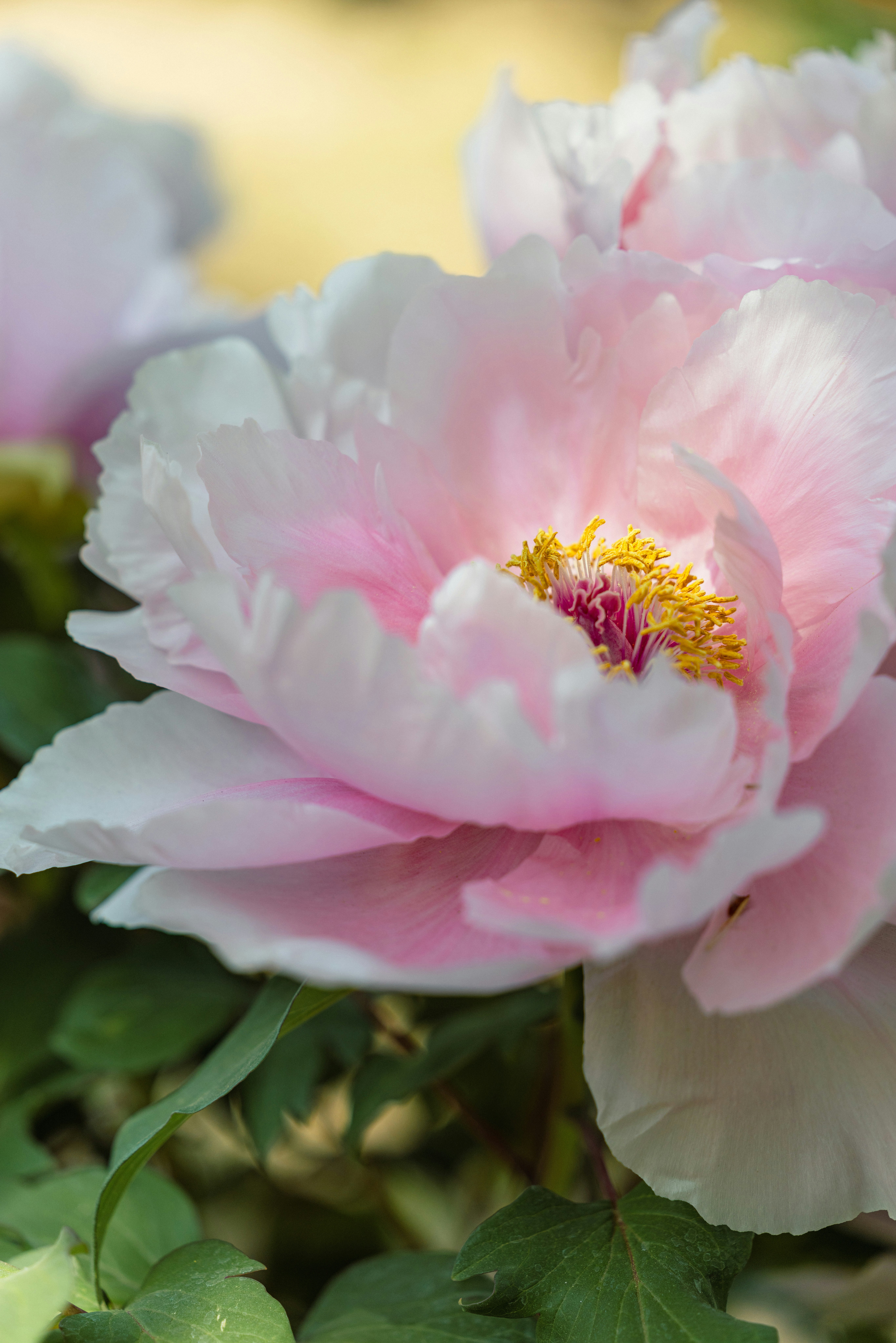 牡丹の花のクローズアップ