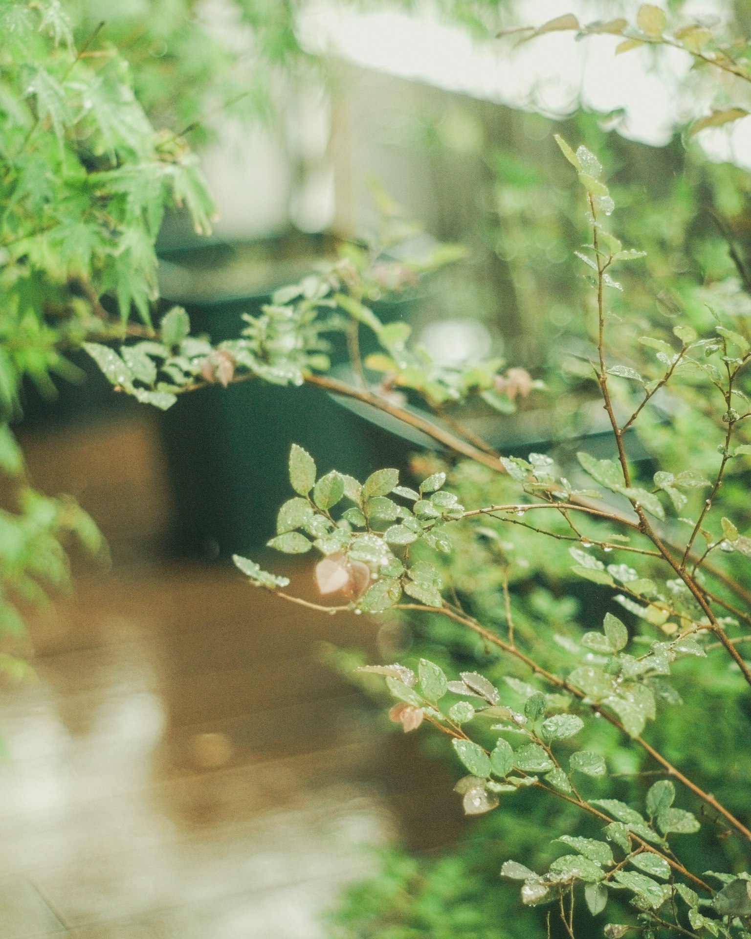 Lush green plants in an indoor setting